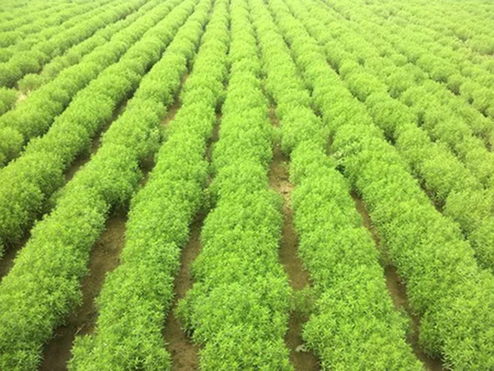 Odkryj sekrety, jak zarobić na uprawie ziół w przydomowym ogrodzie