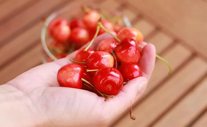 Praca przy zbiorze czereśni