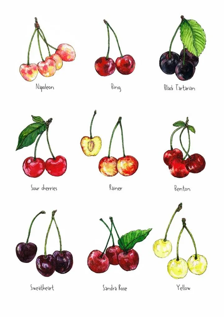 Systemy wynagradzania w sadownictwie